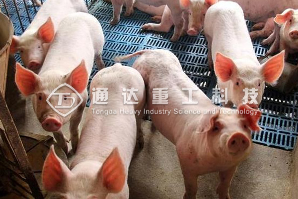  養豬豬糞怎么處理?豬糞有機肥加工設備有哪些?