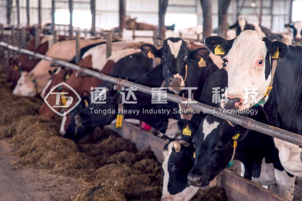 5000頭養(yǎng)牛場的牛糞怎么處理?養(yǎng)殖場牛糞怎樣發(fā)酵有機肥?