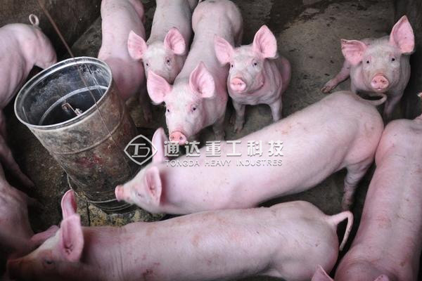  大批涉污養殖場被關閉拆除，養殖場糞便怎么處理才環保?