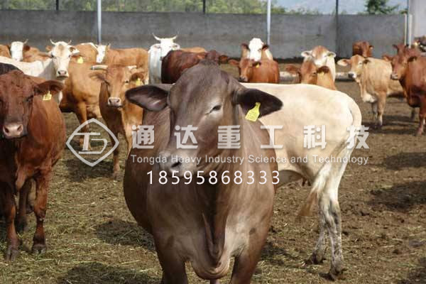 牛糞和秸稈怎么加工有機肥料?牛糞秸稈有機肥生產線設備有哪些?